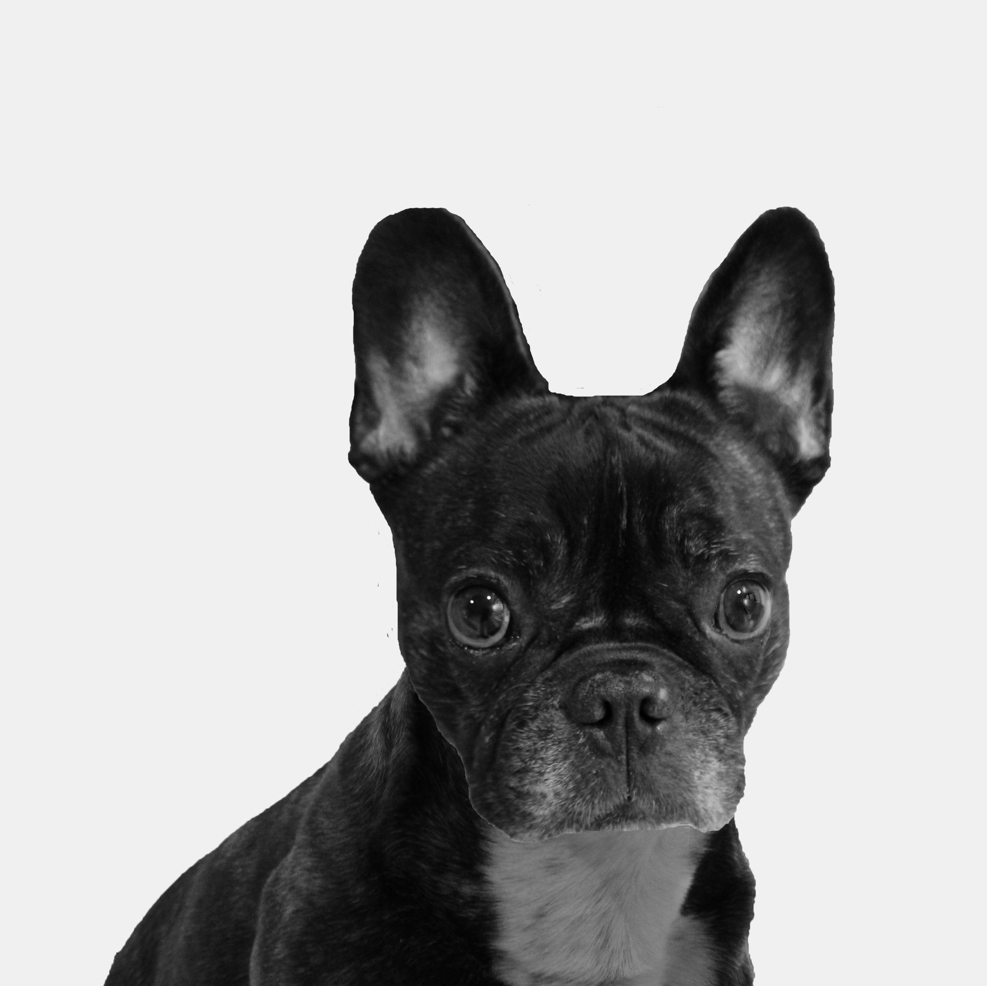Bella